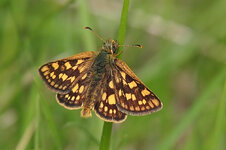 2013.05.15 Königsbrunner Heide C. palaemon2.jpg