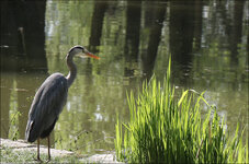 IMG_1271_DSLR.jpg