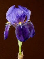 Iris-1-Stacking-1200.jpg