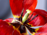 Tulpe-1-komplett-1024.jpg