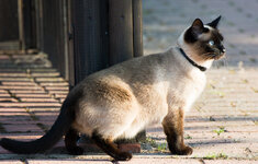 Katze dslr.jpg Katze dslr.jpg