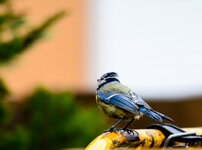 Piepmatz.jpg Piepmatz.jpg