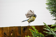 Piepmatz3.jpg Piepmatz3.jpg