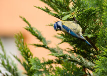 Piepmatz2.jpg Piepmatz2.jpg