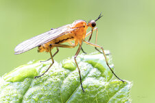 Rote Fliege_k.jpg