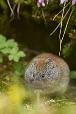 Lemming1_klein.jpg