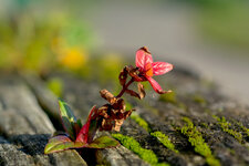 _DSC8540-2.jpg