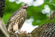 DSC_2287-Bearbeitet.jpg DSC_2287-Bearbeitet.jpg