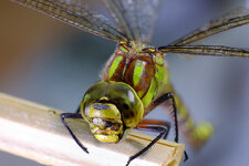 Libelle_1small.jpg