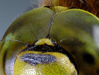 Libelle_1crop.jpg