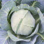 filderkohl-0048.jpg