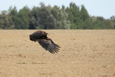Seeadler nach dem Sonnenbad.jpg