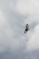 im Müritz-Nationalpark.jpg