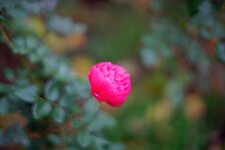 Rose-Konica-57mm f1.2.jpg
