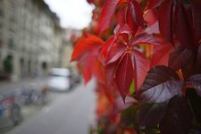 Bokeh-Pentax FA 24mm f2.jpg