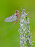 Comp_P5191040-2.jpg