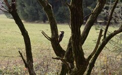 SDIM0902-crop.jpg SDIM0902-crop.jpg