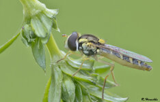 Schwebfliege 1.jpg