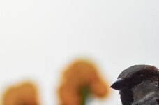 MIMG_0542s.jpg MIMG_0542s.jpg