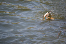 DSC_0267-2.jpg