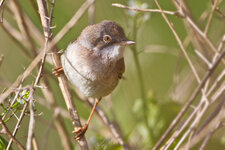 Dorngrasmuecke_3.jpg Dorngrasmuecke_3.jpg