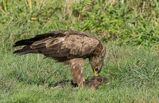 DSC_3391-Bearbeitet.jpg DSC_3391-Bearbeitet.jpg