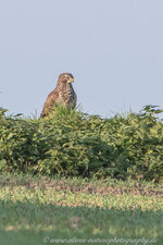 4S2A0963-1-2.jpg 4S2A0963-1-2.jpg