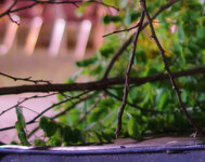 IMGP7012crop.jpg