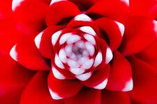 top_rote Blüte.jpg