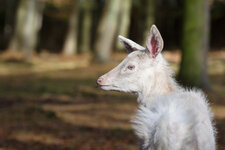 151108_Wildpark_Gangelt-22.JPG