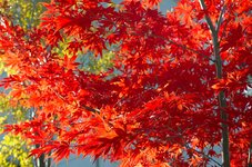comp_herbst.jpg