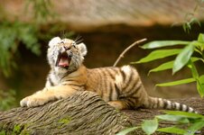 Tiger_Tiergarten_Nürnberg (9).jpg