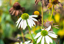 LRCC-0328_DSLR.jpg