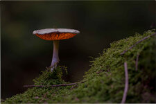 D71_4869 Masterfile-2-2.jpg