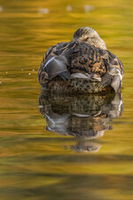 BA4A0739-Bearbeitet.jpg