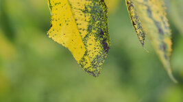 Blatt1_kl.jpg