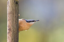 BA4A0646-Bearbeitet.jpg