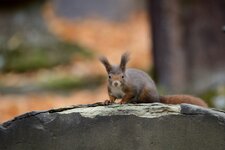 comp_DSC_3988.jpg