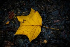 comp_IMG_4061.jpg