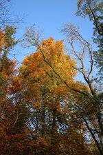 Herbst_Oktober_15_7072.jpg