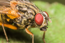 Fliege--20151008-4514.jpg