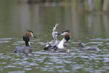 Bild 7_DSC4084 500mm VR.jpg