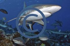 Beispiel Weitwinkel C2.jpg