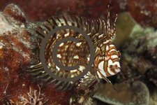 Beispiel Makro C.jpg