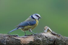 Blaumeise 11052013GueA.jpg