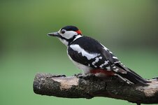 Buntspecht 11052013GueA.jpg