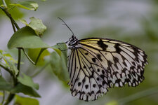 Schmetterlingshaus-9259-ISO 250-1.jpg