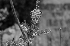 comp_60mm2015-11-25_2067_bearbeitet.jpg