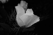 comp_60mm2015-11-25_2083_bearbeitet.jpg
