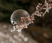 IMG_2675.jpg